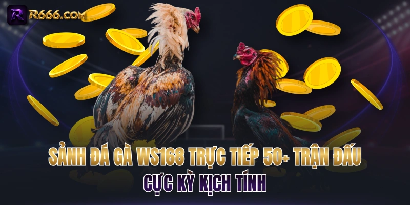 Sảnh Đá Gà WS168 Trực Tiếp 50+ Trận Đấu Cực Kỳ Kịch Tính